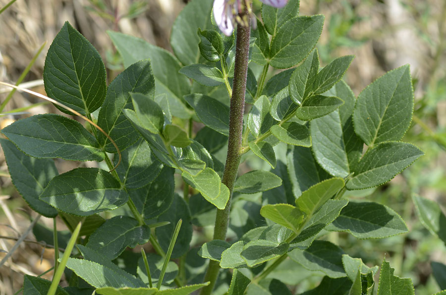 Dictamnus albus / Limonella